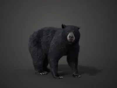 American Black Bear Rigged VFX Grace 3D model