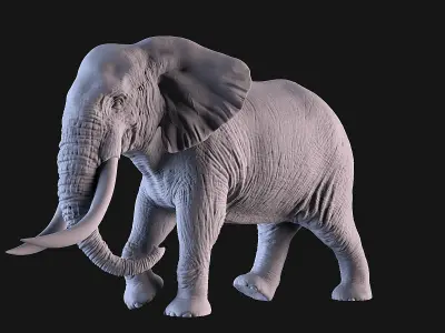 Elephants  African and Asian Species 3D print model