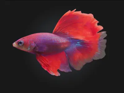 Betta Elegance Detailed Betta Fish Model for Aquarium 3D model