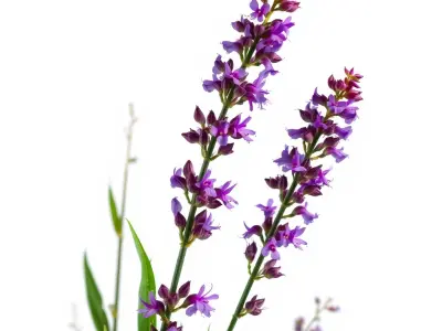 Purple Flower Model Pack with Detailed Textures Low-poly 3D model