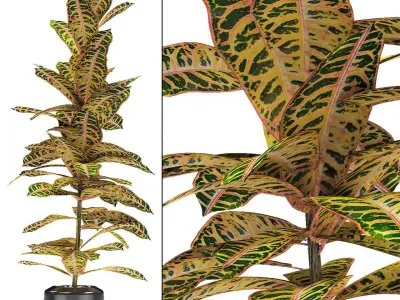 Plant in Pot Flowerpot Exotic Plant 3D model 8