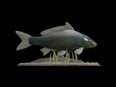 BIG CARP UNDERWATER STATUE DETAILED TEXTURE FOR 3D PRINTING 3D print model