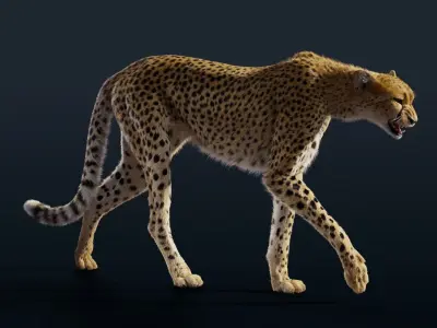 Cheetah Animated  3D model