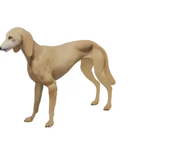 Saluki Persian Hound Dog Low-poly 3D model
