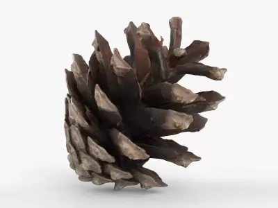 Photorealistic 3D scan of pine conifer cone Low-poly 3D model
