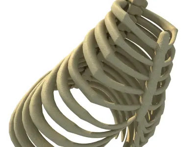 Gorilla Animal Rib Cage 3D model