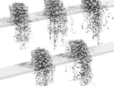Ivy in pots on the shelves - 5 models 3D model