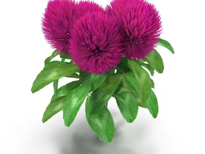 Flower Clover 3D model