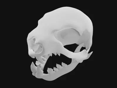 Sloth skull 3D model