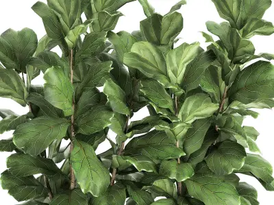 Ficus lyrata trees in a pot for the interior 863 3D model
