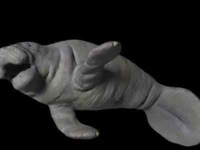 Florida Manatee 3D model