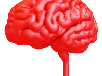 Printable Human Brain  3D model