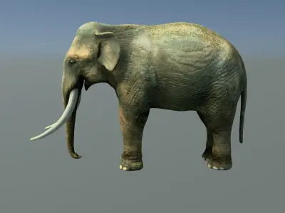 Indian elephant Low-poly 3D model