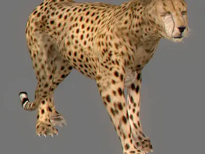 Cheetah 3D model