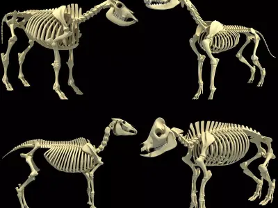 Skeleton Set of 3D Animals 3D model