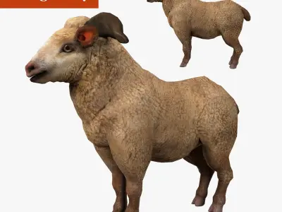 fluffy ram sheep rig  high-poly textured 3D model