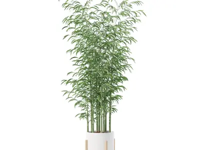Bamboo in modern flower pot 3D model