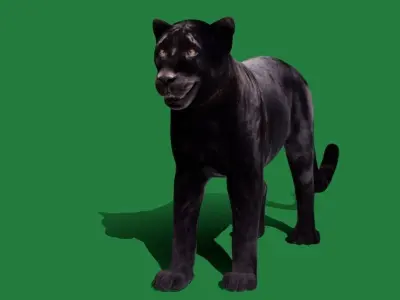 Black Panther Leopard 3D model