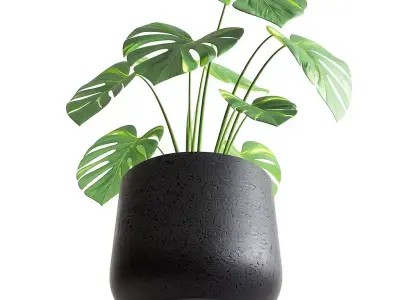 Monstera Plant 3D Realistic Indoor Greenery Modern Design Low-poly 3D model