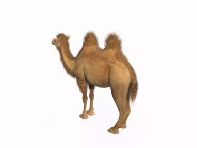 Desert mammal camel 3D model