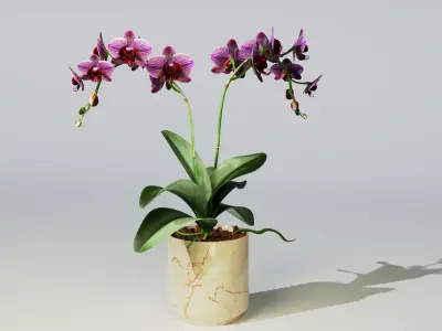 Orchid Low-poly 3D model