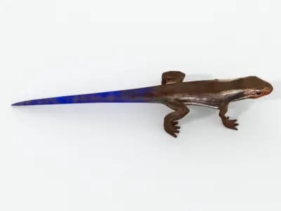 Scratched Skink Low-poly 3D model