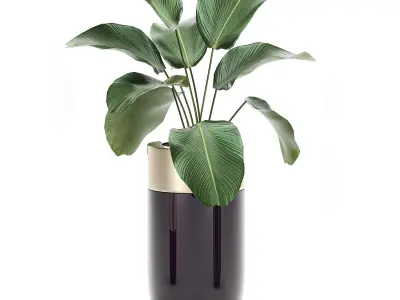 Houseplants in a luxury pot for the interior 704 3D model