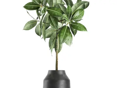 Ficus tree in a pot for the interior 857 3D model