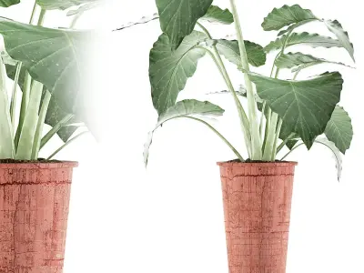Plants Collection 71 3D model