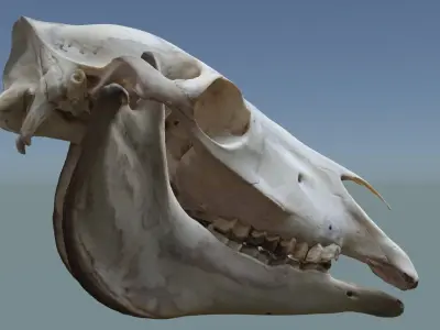 Full Horse Skull 3D model