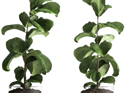 Ficus lyrata trees in a GLASS FLOWERPOT 960 3D model