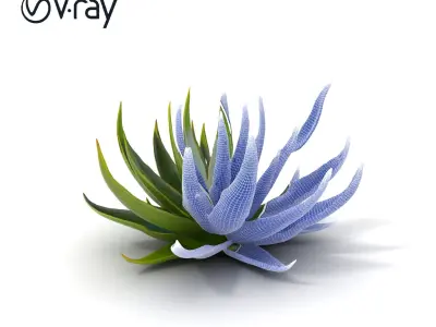 Aloe Succulent Model Pack for D Design and Rendering Low-poly 3D model