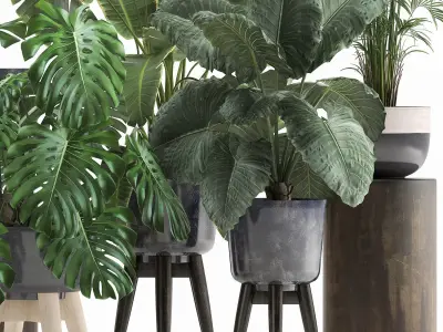 Houseplants in a flowerpot for the interior 1023 3D model