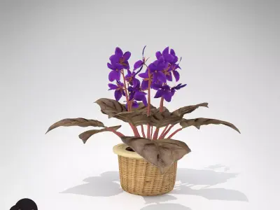 XfrogPlants African Violet 3D model