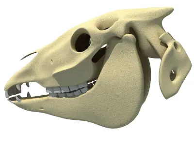 High Quality Horse Skull 3D model