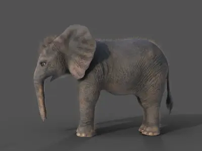 Fur Baby Elephant NO Rigged in Blender Low-poly 3D model