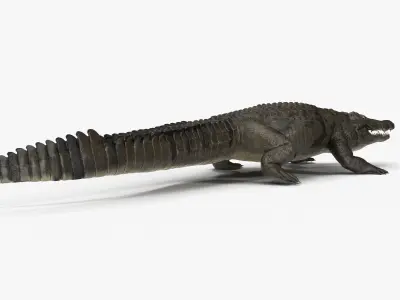 Large Nile Crocodile Rigged Low-poly 3D model