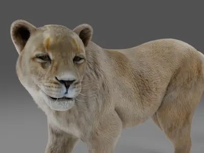 Fur Lioness V01 Rigged in Blender Low-poly 3D model