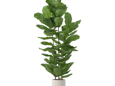 Ficus lyrata in modern flower pot 3D model order