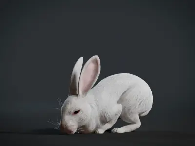 Reallistic Animated Rabbit Low-poly 3D model
