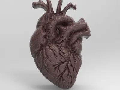 Anatomical Heart 3D Model for 3D Printing and CNC Carving 3D print model