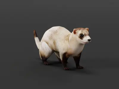 Black-Footed Ferret Animal Low-poly 3D model