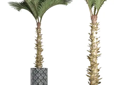 Plants Collection 157 Palm 3D model