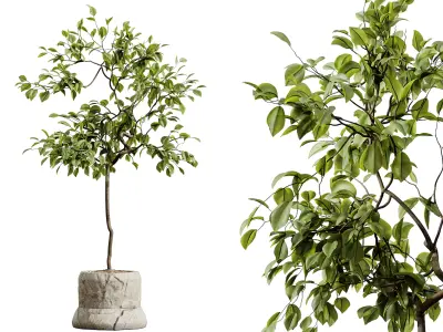 AV HousePlants Japandi Minimalism Ficus Dracaena Marginata05 3D model