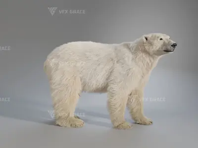 Polar Bear Animation 3D model