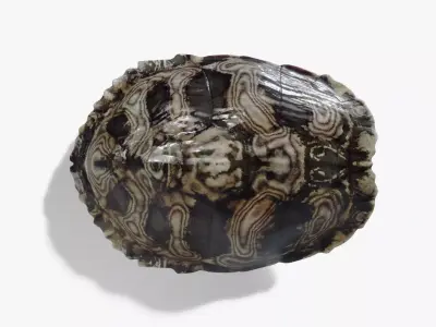 Painted Turtle Shell 3D model