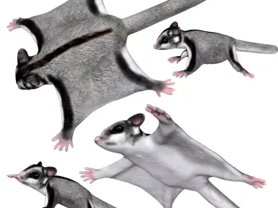 Sugar Glider Low-poly 3D model