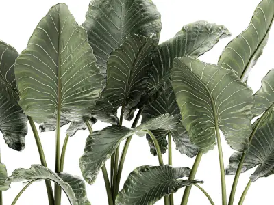 Alocasia in a white flowerpot for decor and interior design 511 3D model