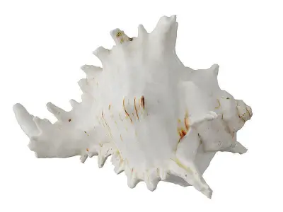Sea Shell BLENDER 3D Model Cycles 3D model