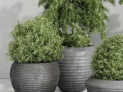 outdoor plant set 179 plant topiary tree pine grass vase Low-poly 3D model